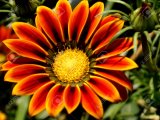 Hạt giống hoa Cúc huân chương - GAZANIA - FGAZ107 Orange Flame 100 hạt (mới)